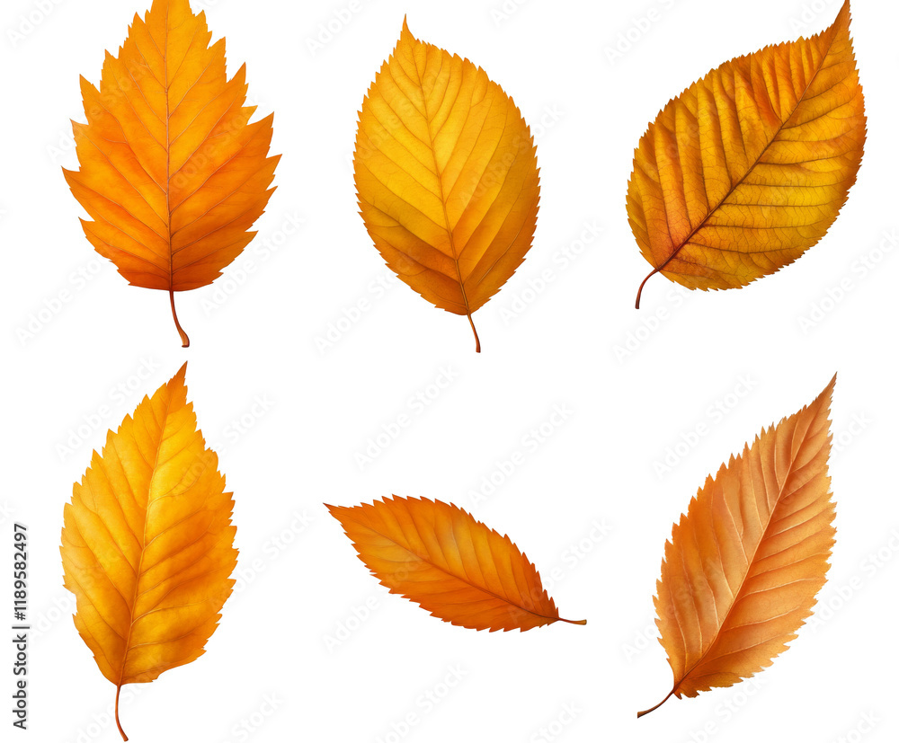 Fototapeta premium Autumn Leaves: A Vibrant Display of Nature's Beauty , isolated on white background PNG