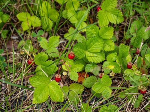 wild strawberry in the forest photo