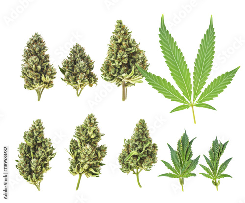 Cannabis Buds and Leaves: A Detailed Visual Guide , isolated on white background PNG photo