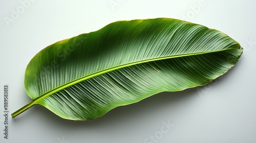Large green tropical leaf placed on a light background for aesthetic nature d...