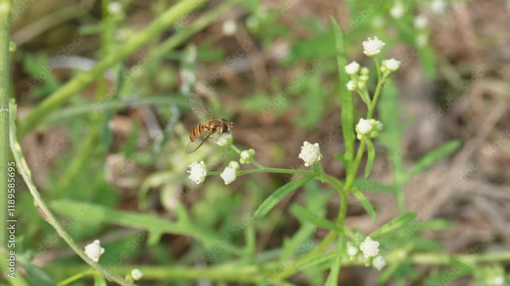 Bee collecting pollen on flowers Bee collecting pollen on flowers