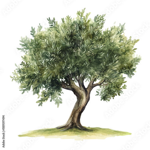 A watercolor vector of an Olive tree, isolated on a white background. Olive tree vector.
