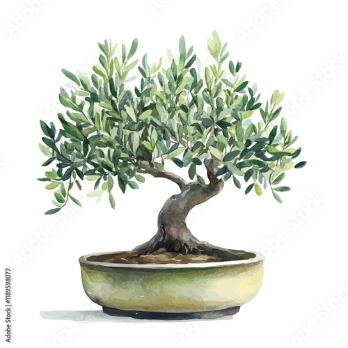 A watercolor of an Olive Bonsai, isolated on a white background. Olive Bonsai vector.
