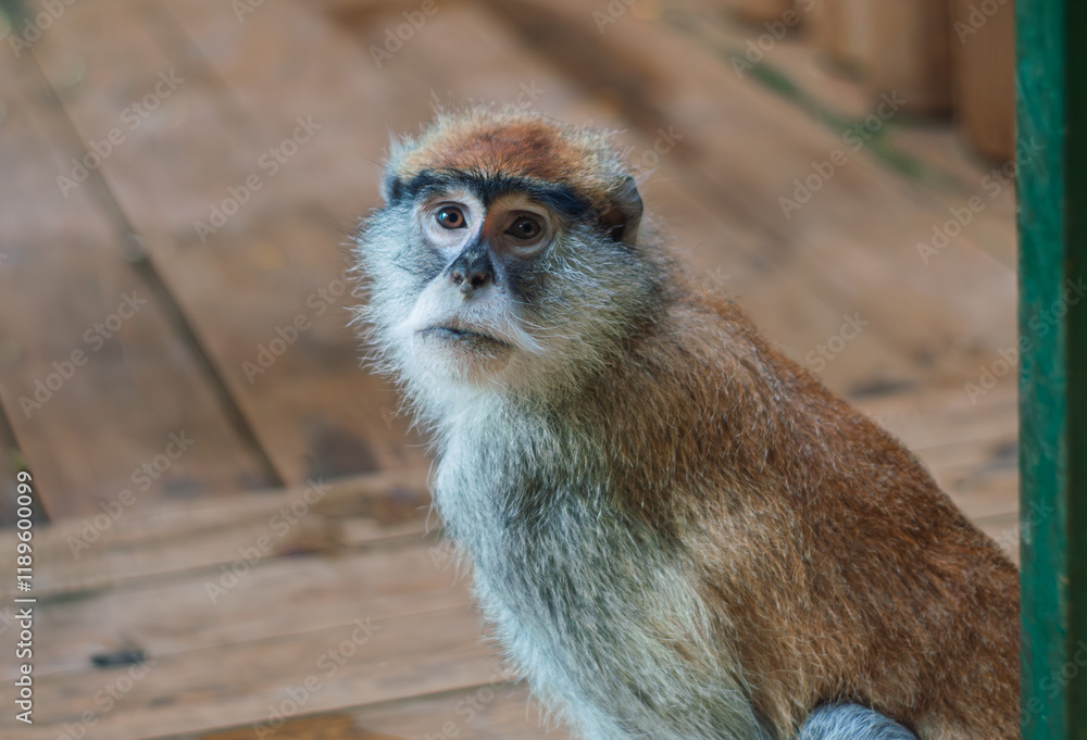 Obraz premium the monkey is looking at you