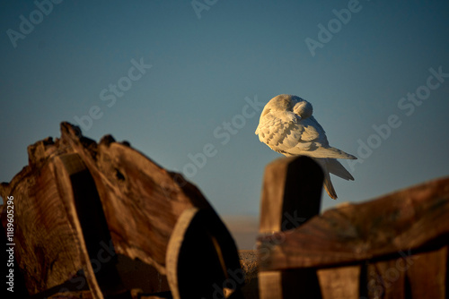 white pigeon on the roof photo