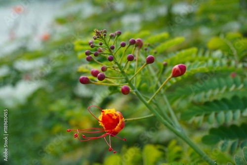 Caesalpinia pulcherrima commonly known as Peacock flower, Pride of Barbados in close up with blurry background photo