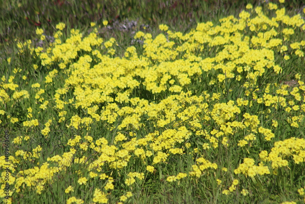 Obraz premium Scenes from San Francisco