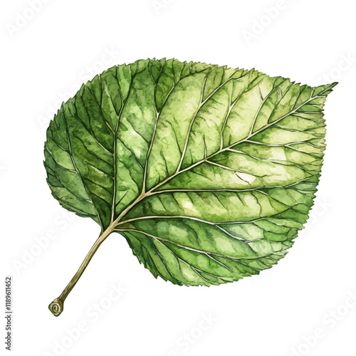 A watercolor drawing of a mulberry leaf, isolated on a white background. Mulberry leaf vector.
