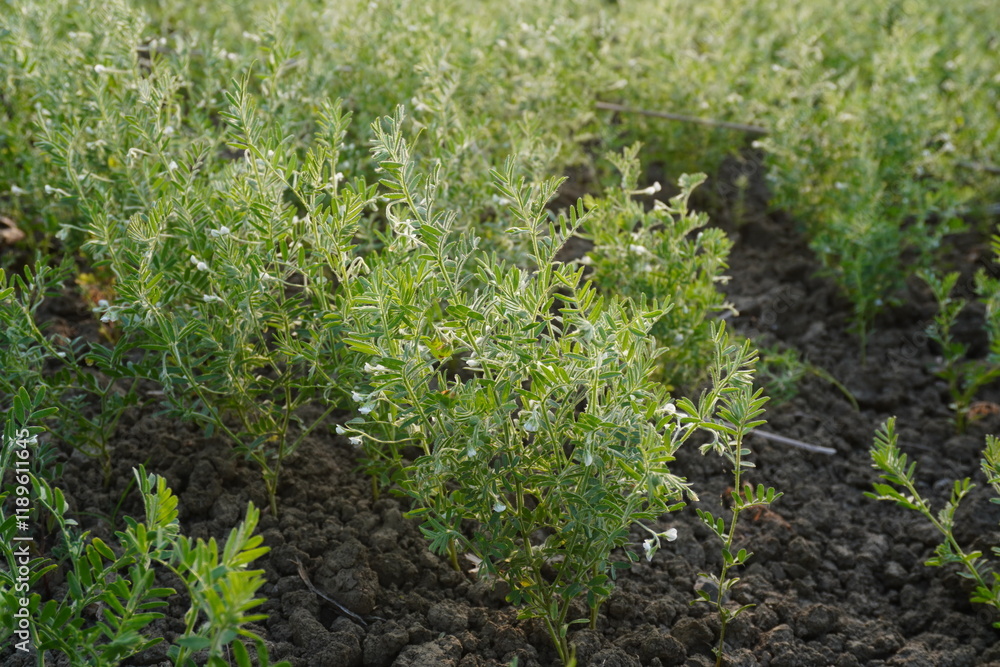 Lentil plants with its tiny white flowers cultivated in rows in the vegetable bed Lentil plants with its tiny white flowers cultivated in rows in the vegetable bed