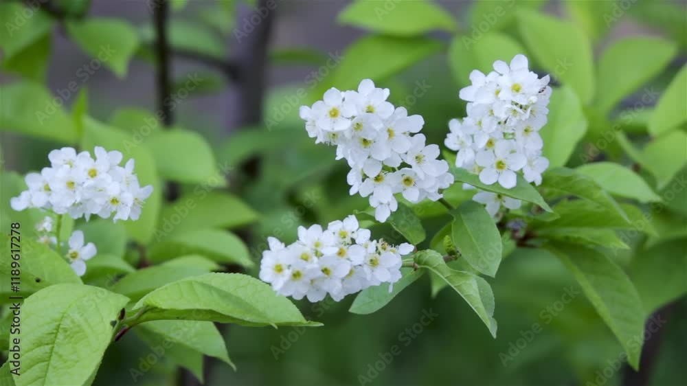 Flowering bird cherry and ladybug, Video Flowering bird cherry and ladybug, Video