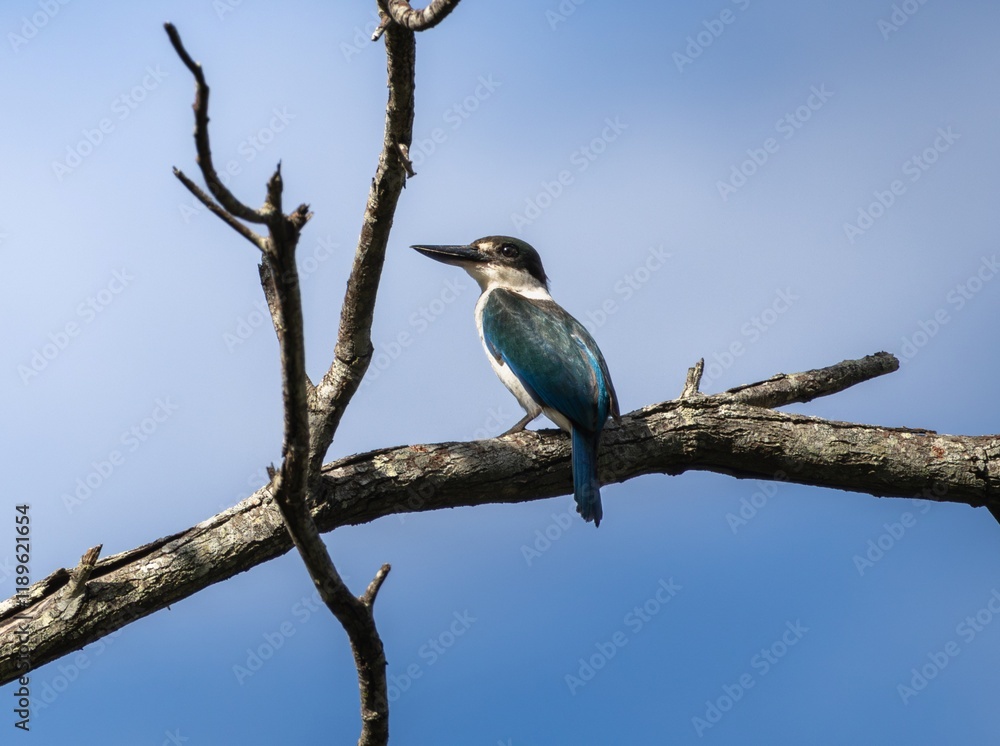 Obraz premium A Torresian Kingfisher perched on a branch