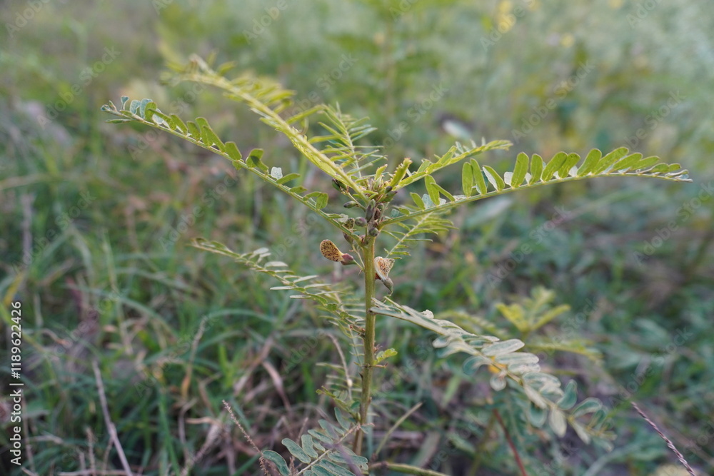 Sesbania bispinosa plant with its leaves and flowers with a blurry greenery background Sesbania bispinosa plant with its leaves and flowers with a blurry greenery background