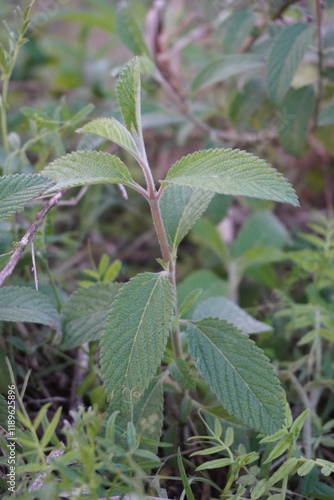 Wallpaper Mural Lippia alba, a flowering plant has grown in the weeds Torontodigital.ca
