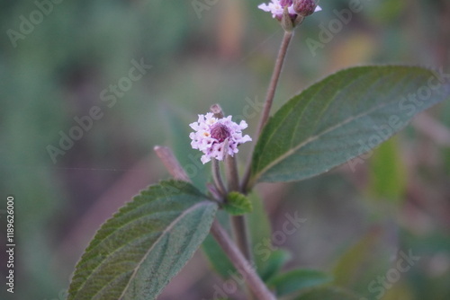 Lippia alba flower with its leaves with a blurry background photo