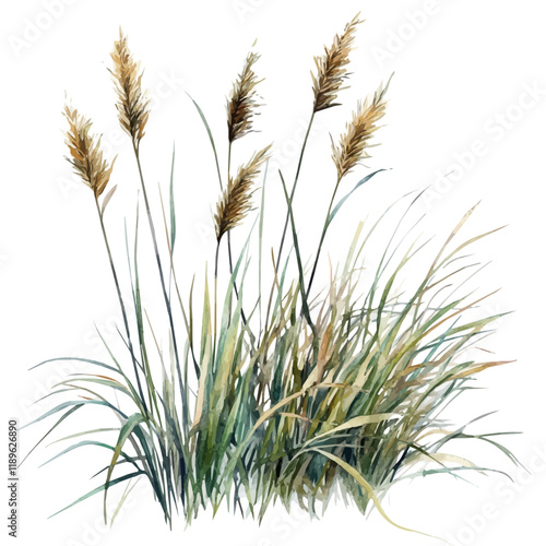 A watercolor drawing of marsh grass, isolated on a white background. Marsh grass vector.
