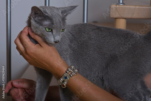 Streicheleinheiten für eine Russisch Blau Katze photo