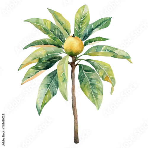 A watercolor drawing of a mango sapling, isolated on a white background. Mango sapling vector.
