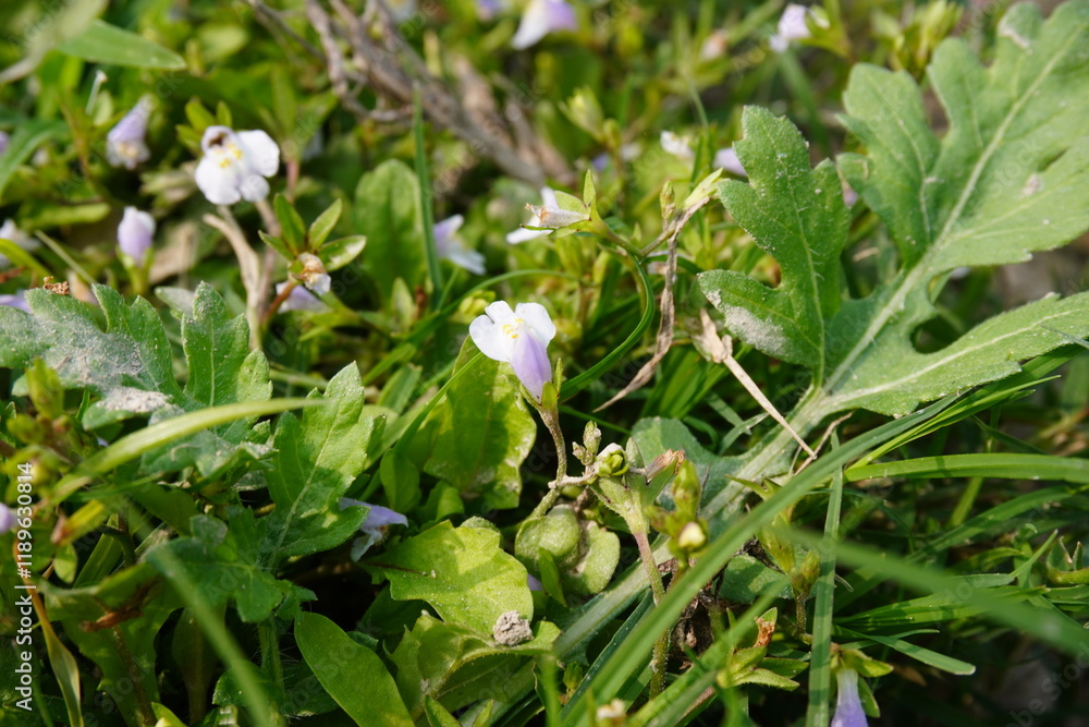 The mazus plants inside the bush with its tiny white flowers in close up with a blurry background The mazus plants inside the bush with its tiny white flowers in close up with a blurry background