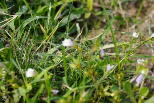 Eremochloa ophiuroides, type of grass and mazus plants are born altogether photo