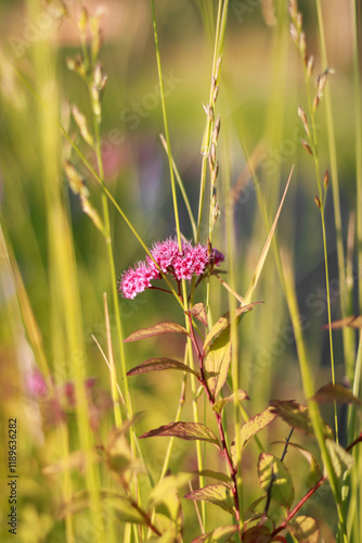 Corymb of pink japanese spiraea flowers in early summer. photo