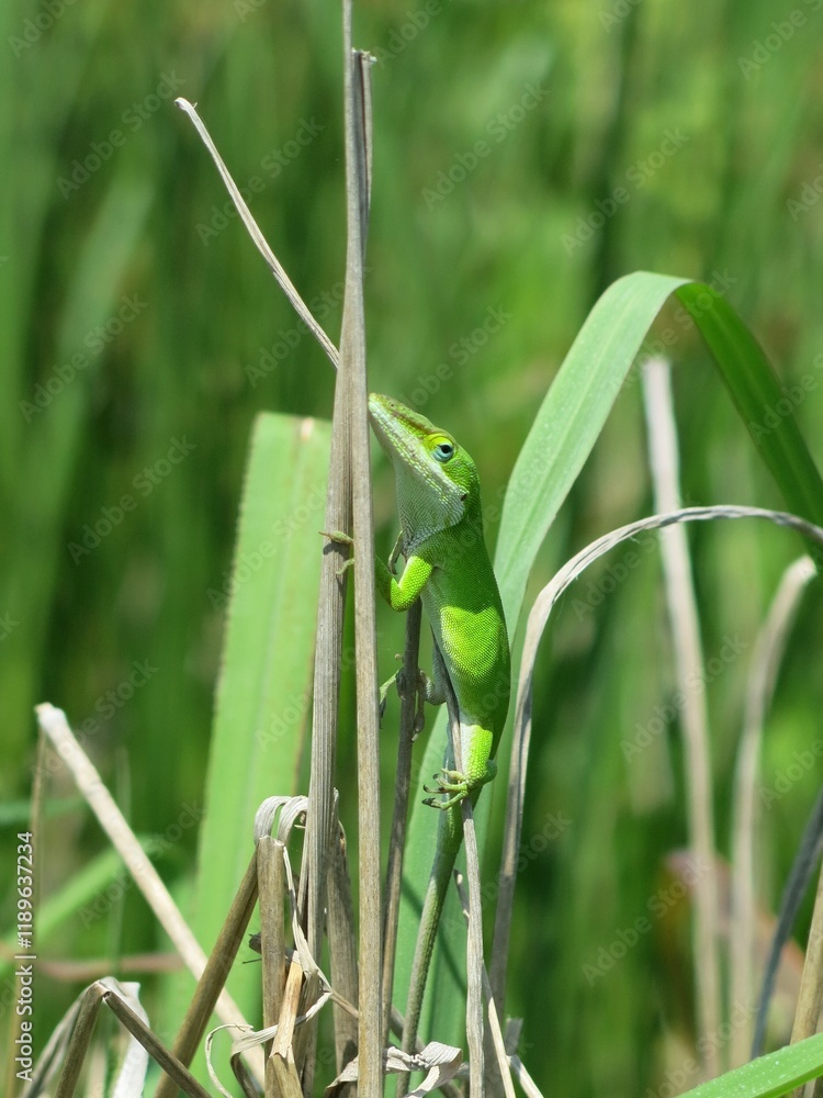 Green Gecko Lizard Camouflage in Green Grass Green Gecko Lizard Camouflage in Green Grass