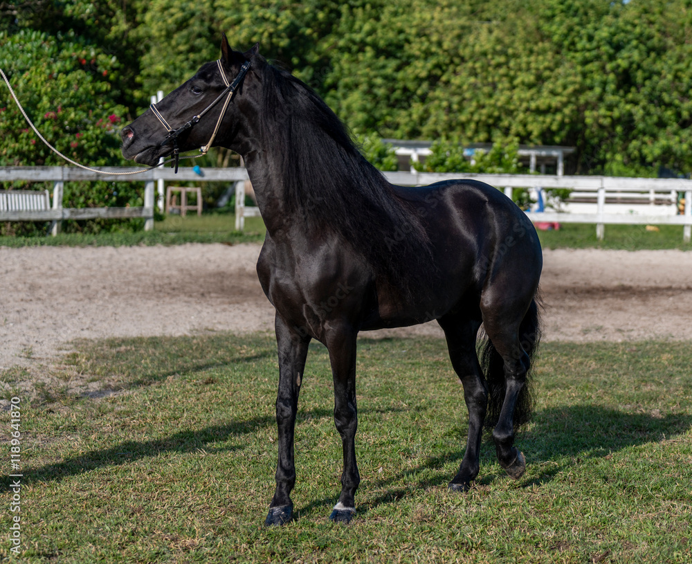 Obraz premium Caballo de raza