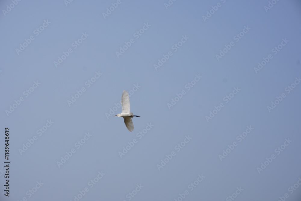 The white egret is flying over the agricultural field with clear blue sky background The white egret is flying over the agricultural field with clear blue sky background