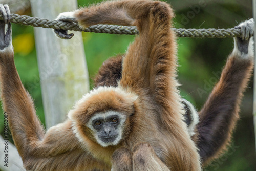 lar gibbon white-handed gibbon, an endangered primate in the gibbon family photo