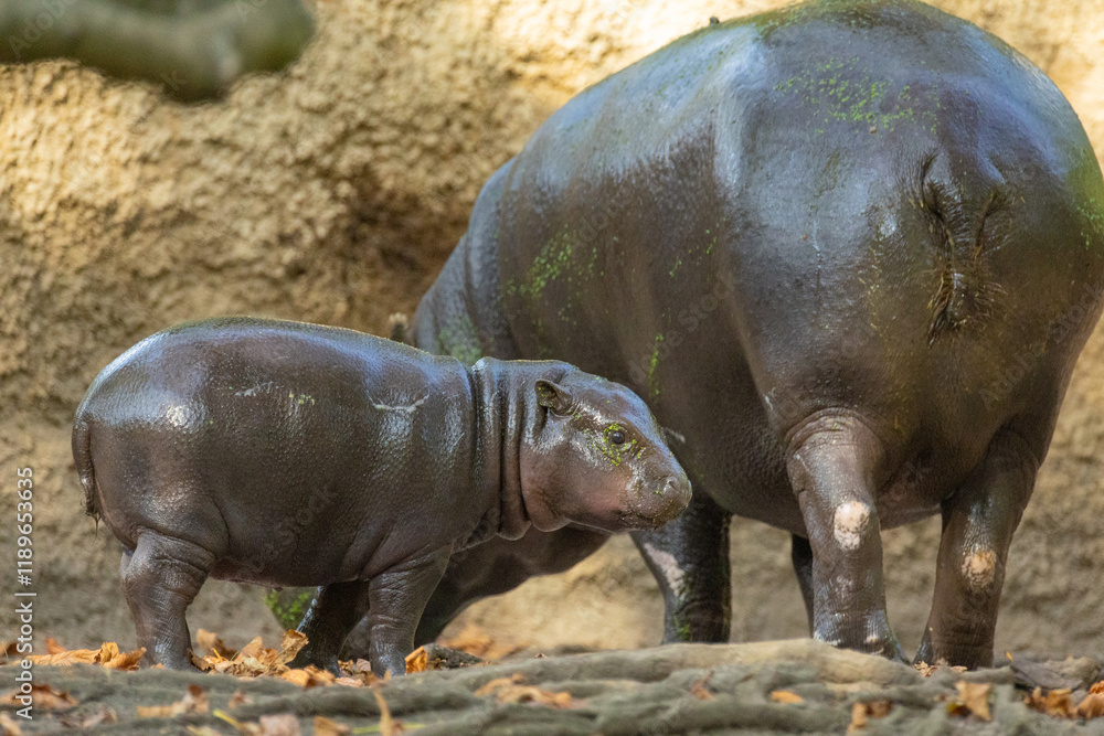 Pygmy hippopotamus Choeropsis liberiensis with mother Pygmy hippopotamus Choeropsis liberiensis with mother