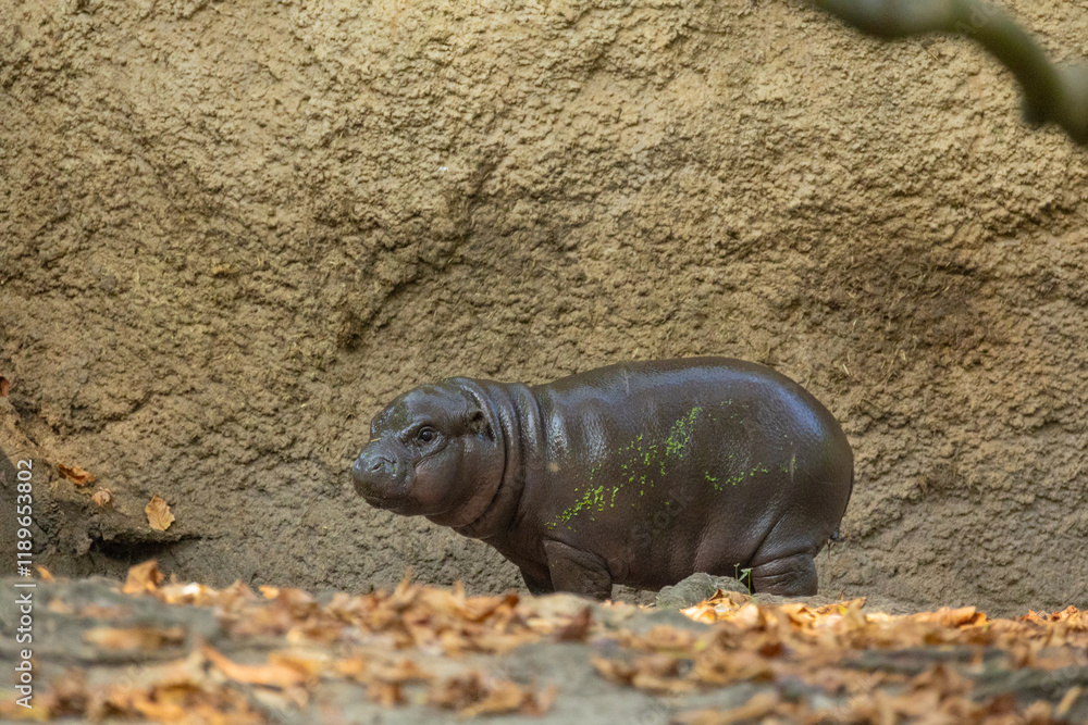 Pygmy hippopotamus Choeropsis liberiensis Pygmy hippopotamus Choeropsis liberiensis
