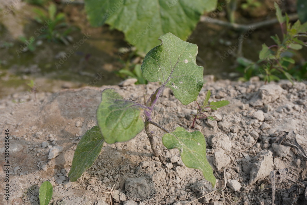 Fototapeta premium Black nightshade, a plant generally grown in the weed in close up with blurry background