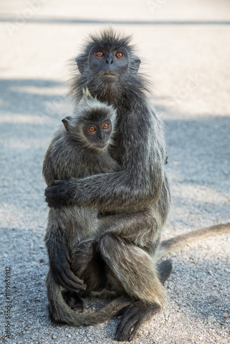 Closeup portrait of Tufted gray langur Semnopithecus priam photo