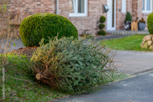 Old Christmas tree rests on well-maintained suburban lawn near a residential house, awaiting collection and recycling. Old Christmas trees left on a curb of the sidewalk to be picked up. 