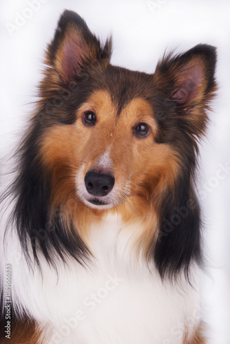 Sheltie or Toy Collie on White Background in Studio