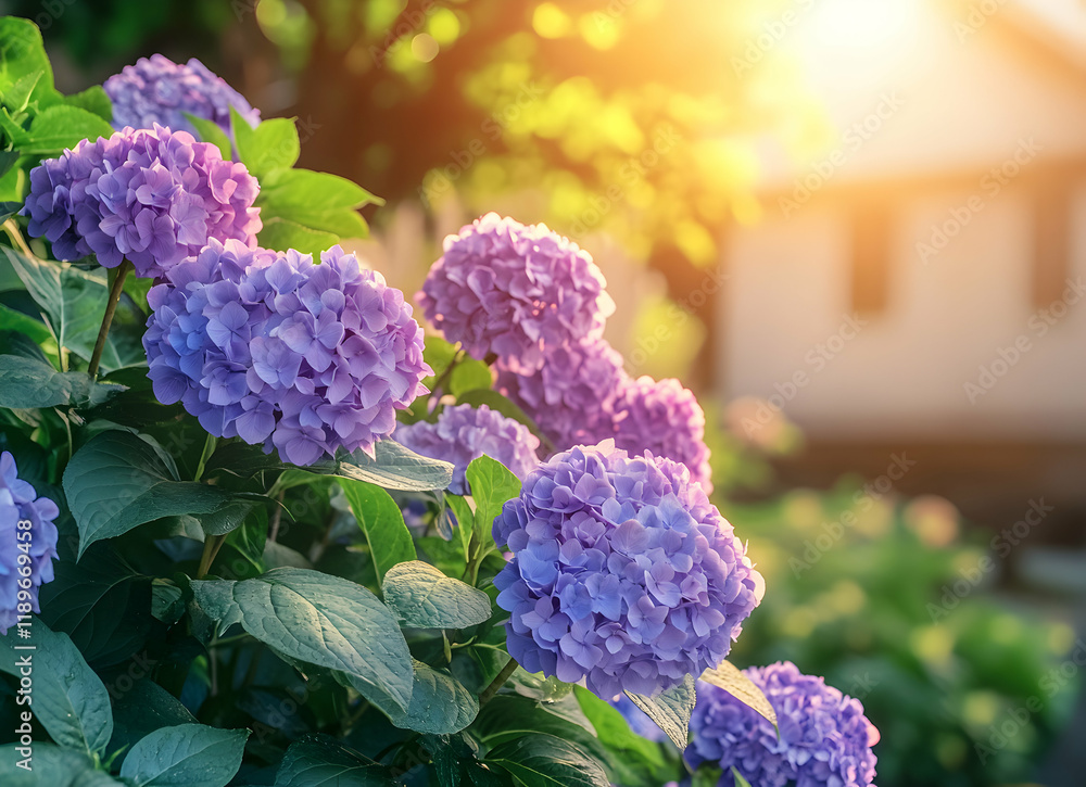 Hydrangea Bush in the Golden Hour Sunlight Hydrangea Bush in the Golden Hour Sunlight