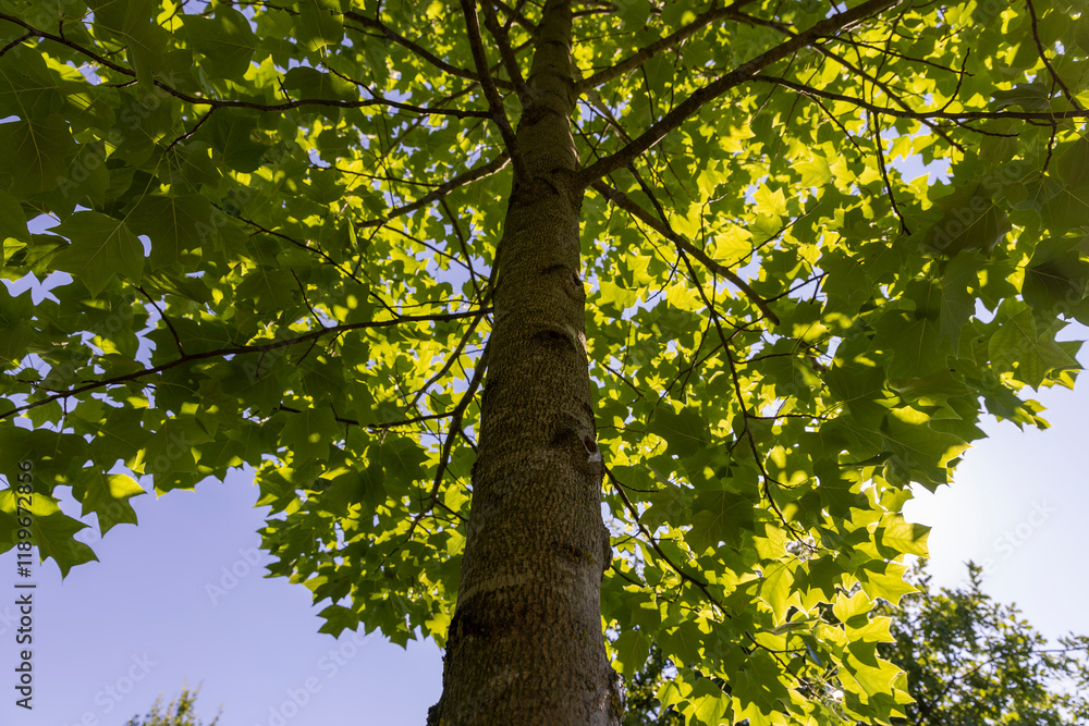 Fototapeta premium the beautiful foliage of the tulip tree in sunny weather
