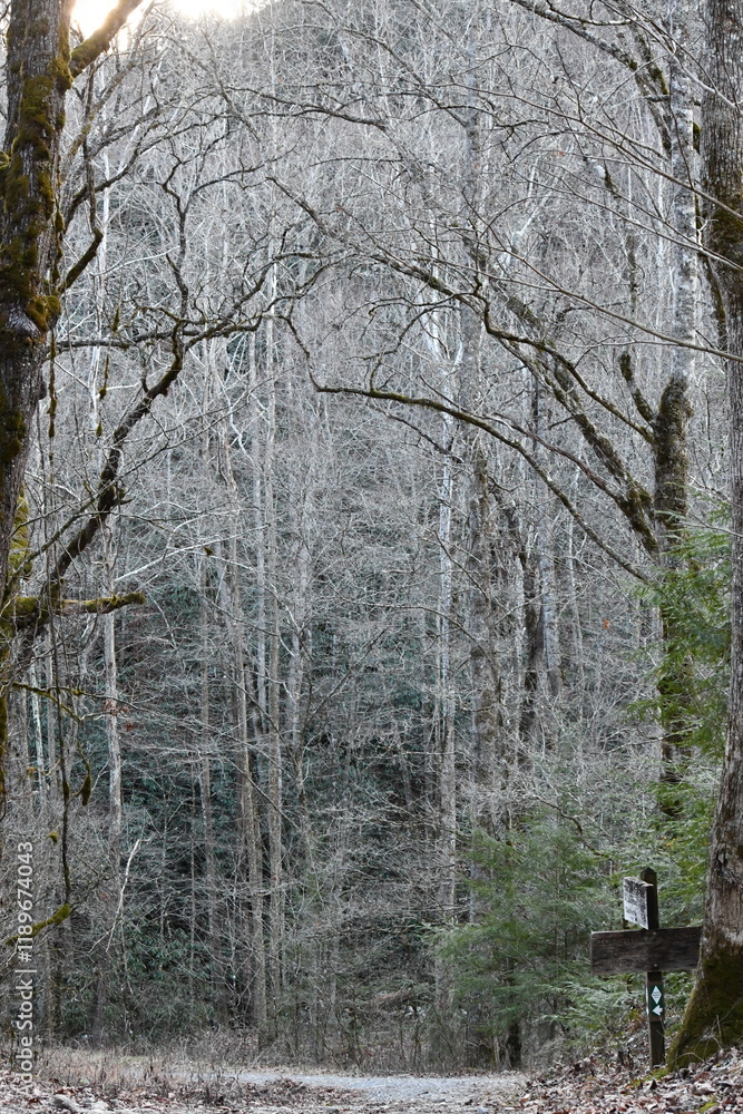 Fototapeta premium Under-canopy of pine-and-oak wooded forests of Western North Carolina