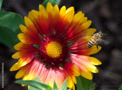 bee flying away from a yellow flower