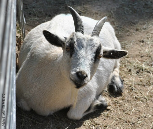 goat on a farm