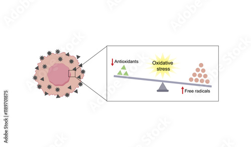 Oxidative stress, an imbalance of free radicals and antioxidants. Vector scientific illustration.	