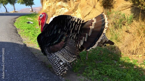 Lockdown Close-Up Shot Of Bronze Turkey Birds On Roadside - Macheria, Greece photo