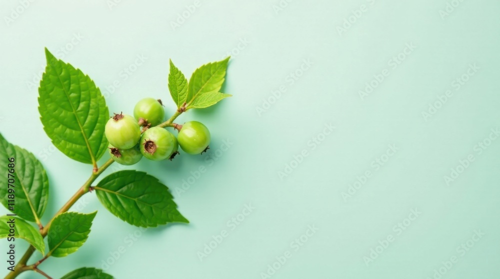 A sprig of vibrant green foliage adorned with unripe berries rests against a tranquil mint background, creating a serene and minimalist botanical scene. A sprig of vibrant green foliage adorned with unripe berries rests against a tranquil mint background, creating a serene and minimalist botanical scene.