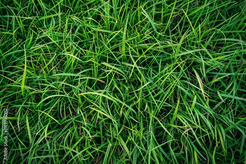 Close up view of dense, vibrant green grass blades creating a beautiful and natural background
