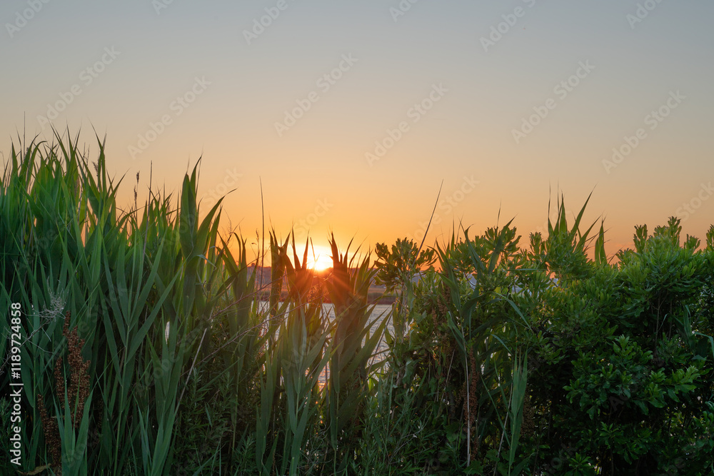 Fototapeta premium sunset glow with reeds by the river