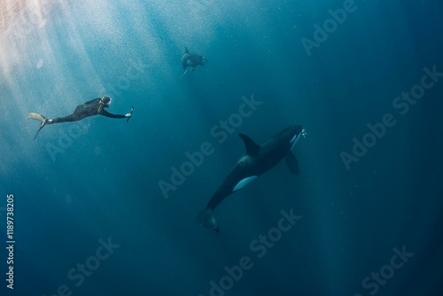 Orca eating whale pieces in the blue sea photo