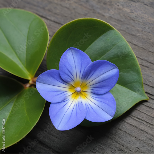 Common periwinkle or winkle photo