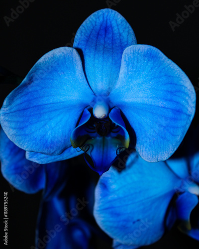 Orquidea photo