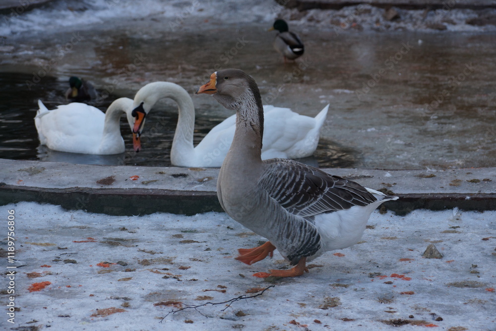 Obraz premium geese on the water