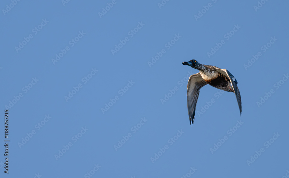 Obraz premium Closeup of a northern shoveler in flight.