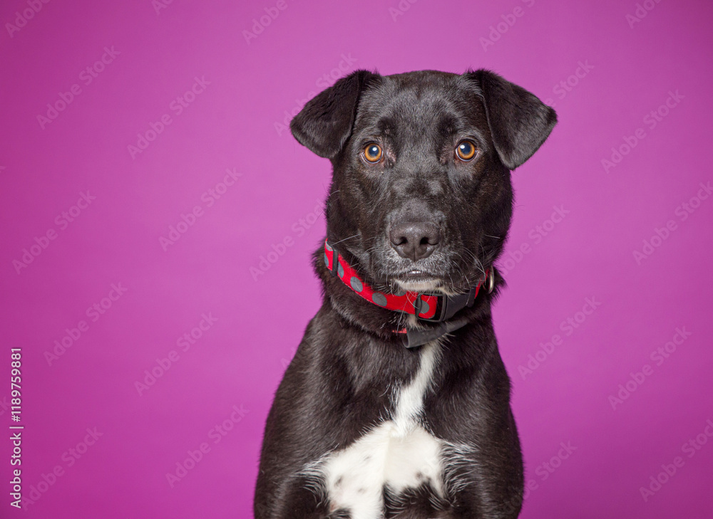 cute dog on an isolated background in a studio shot cute dog on an isolated background in a studio shot